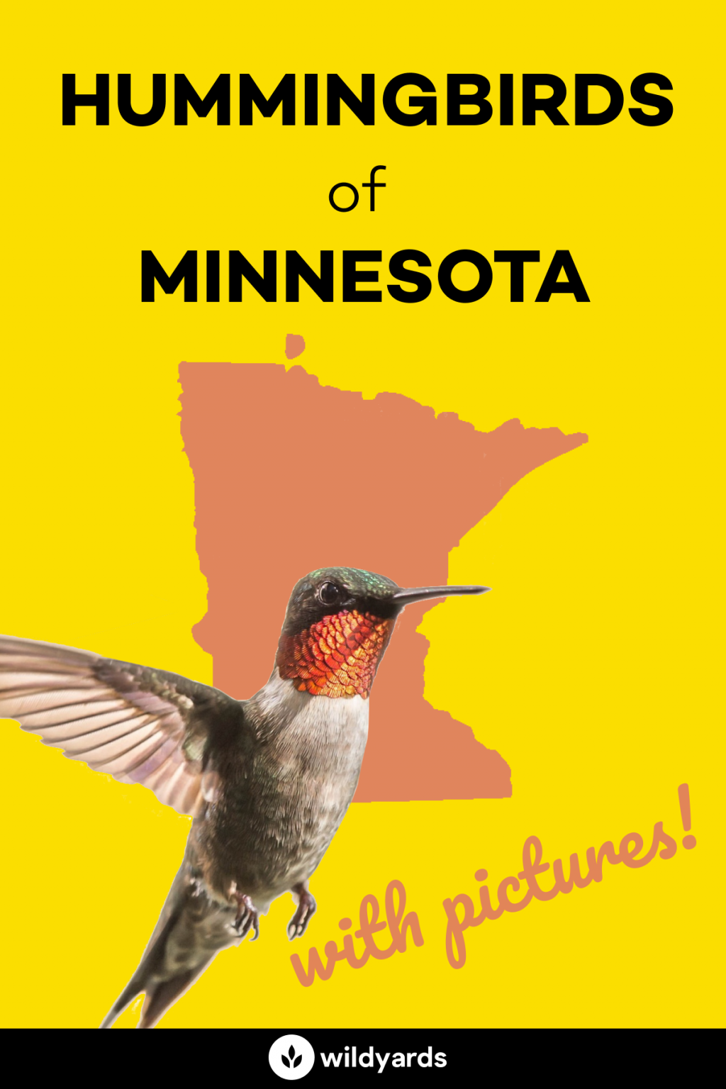 All 5 Hummingbirds in Minnesota [With Pictures & Maps]