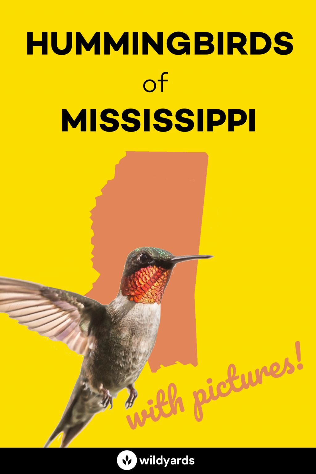 All 10 Hummingbirds in Mississippi [With Pictures & Maps]