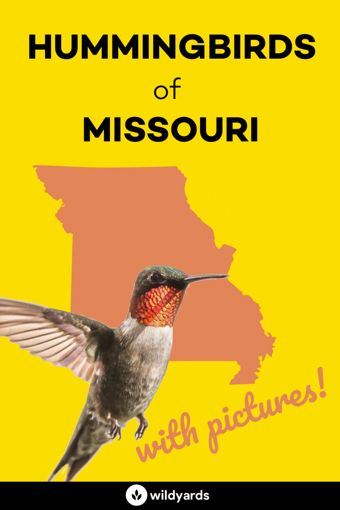 Hummingbirds in Missouri