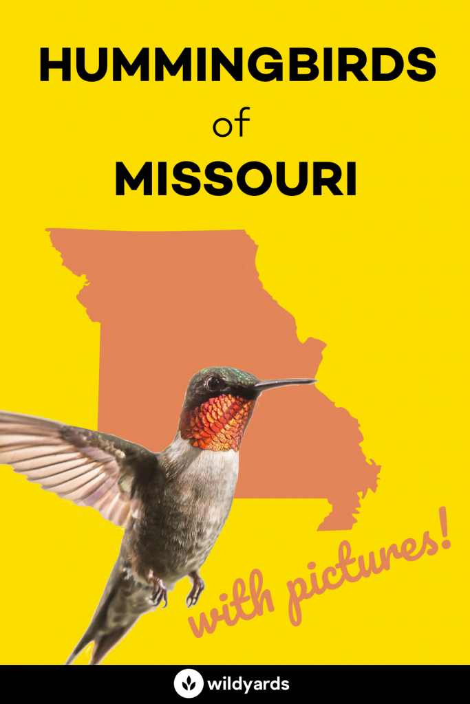 All 4 Hummingbirds in Missouri [With Pictures & Maps]