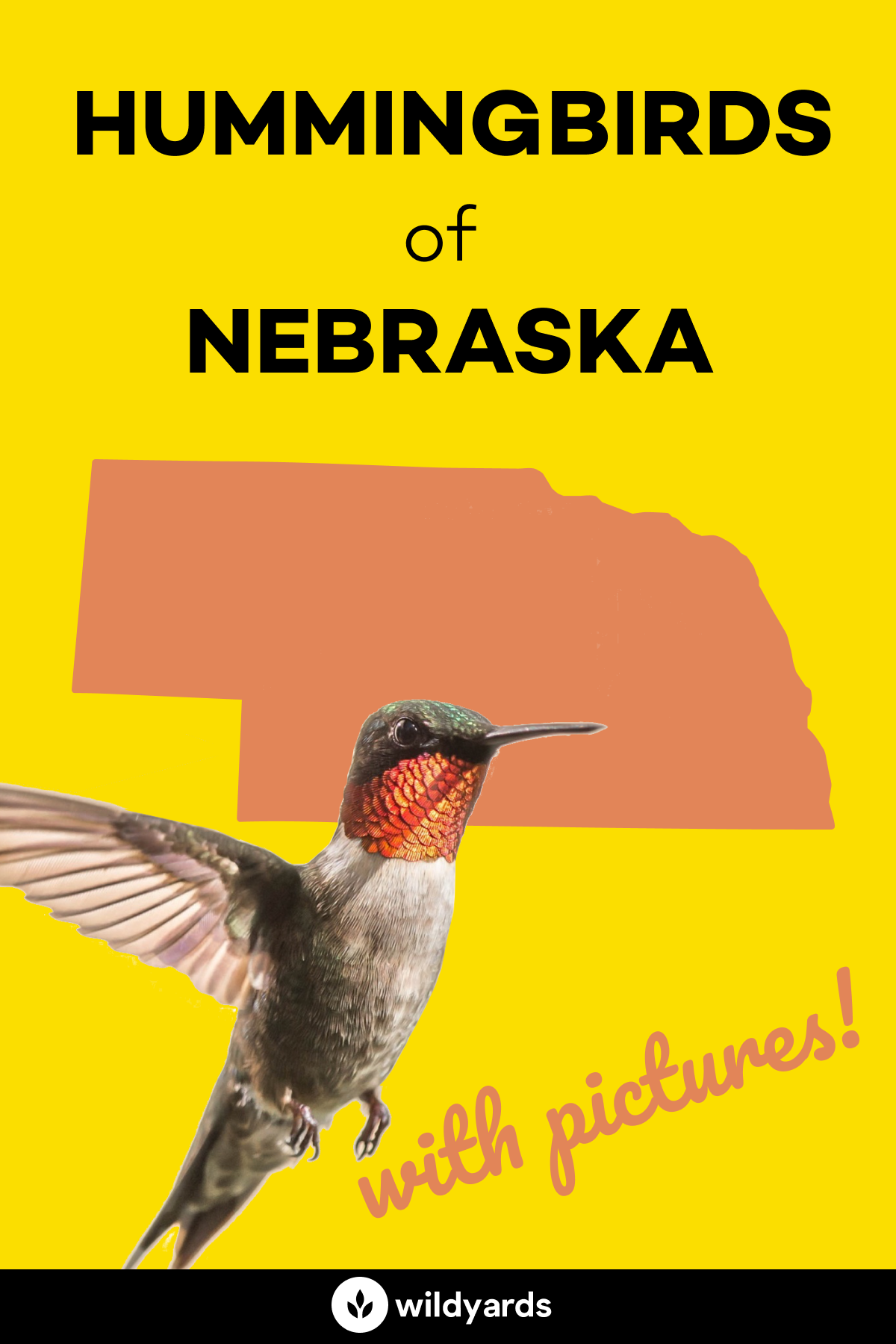 All 4 Hummingbirds in Nebraska [With Pictures & Maps]