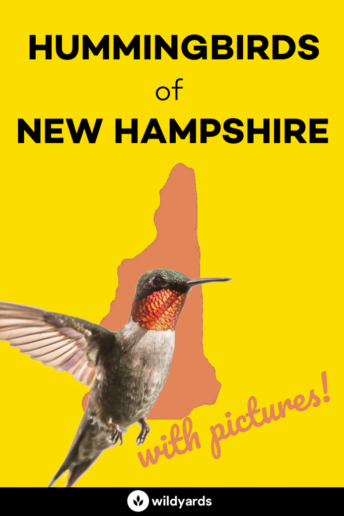 Hummingbirds in New Hampshire