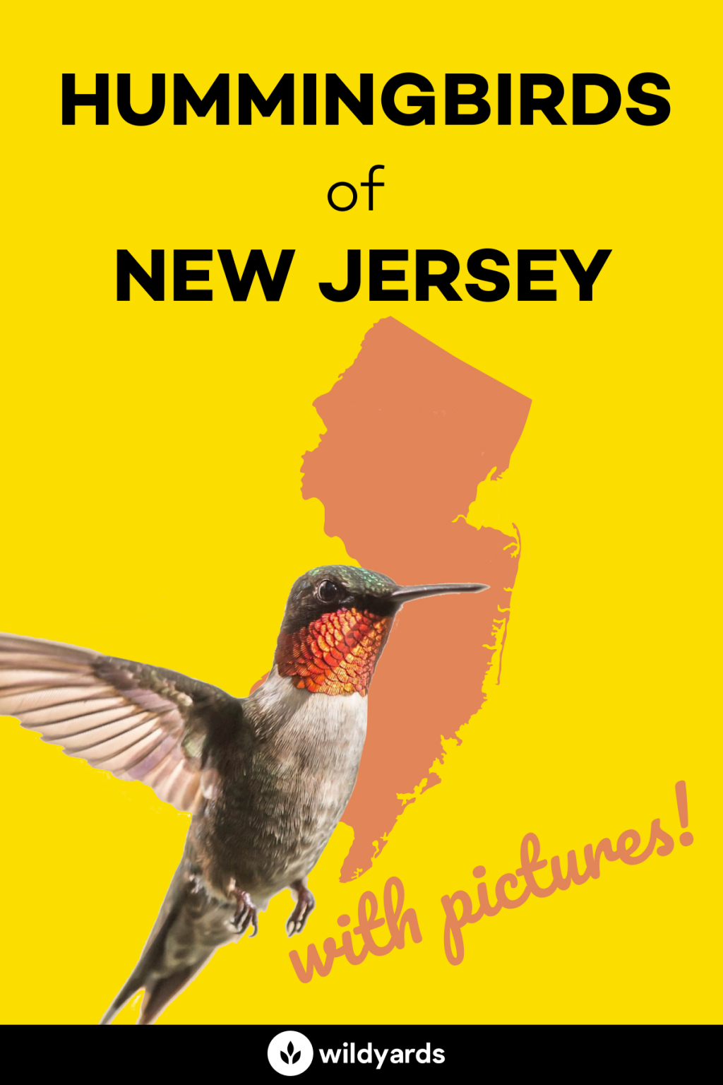 All 6 Hummingbirds in New Jersey [With Pictures & Maps]