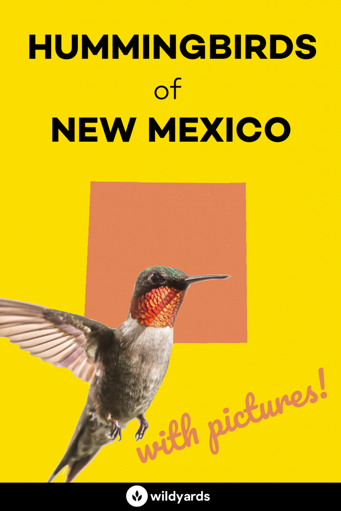 Hummingbirds in New Mexico