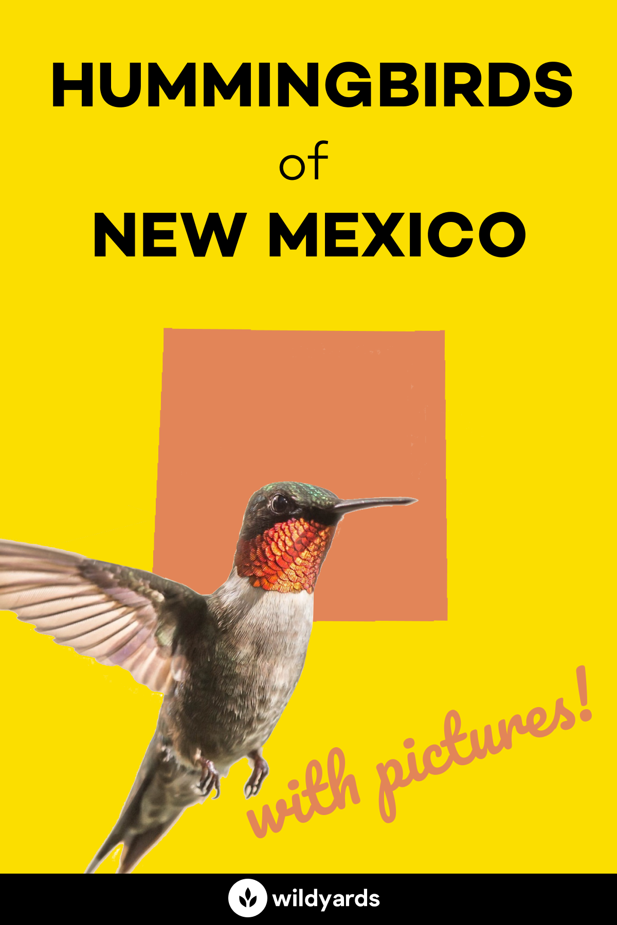 All 15 Hummingbirds in New Mexico [With Pictures & Maps]