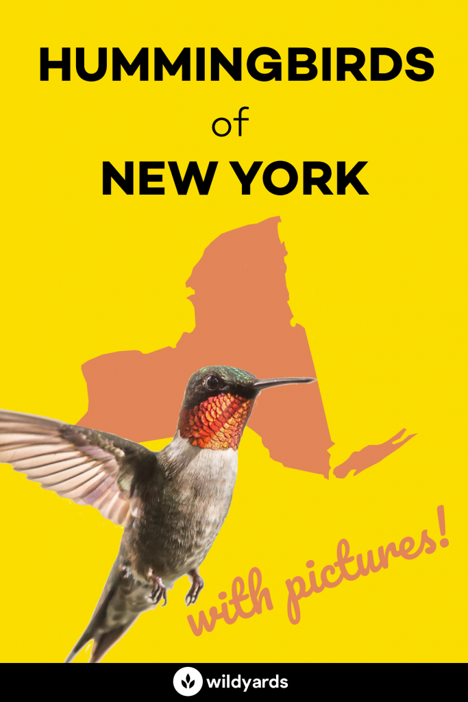 Hummingbirds in New York