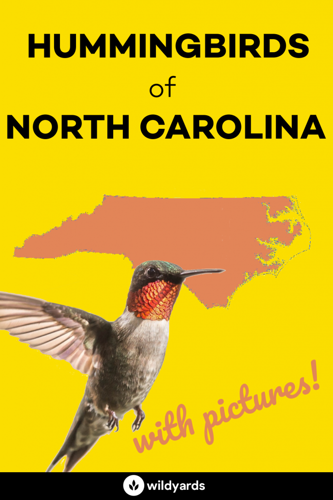 Hummingbirds in North Carolina
