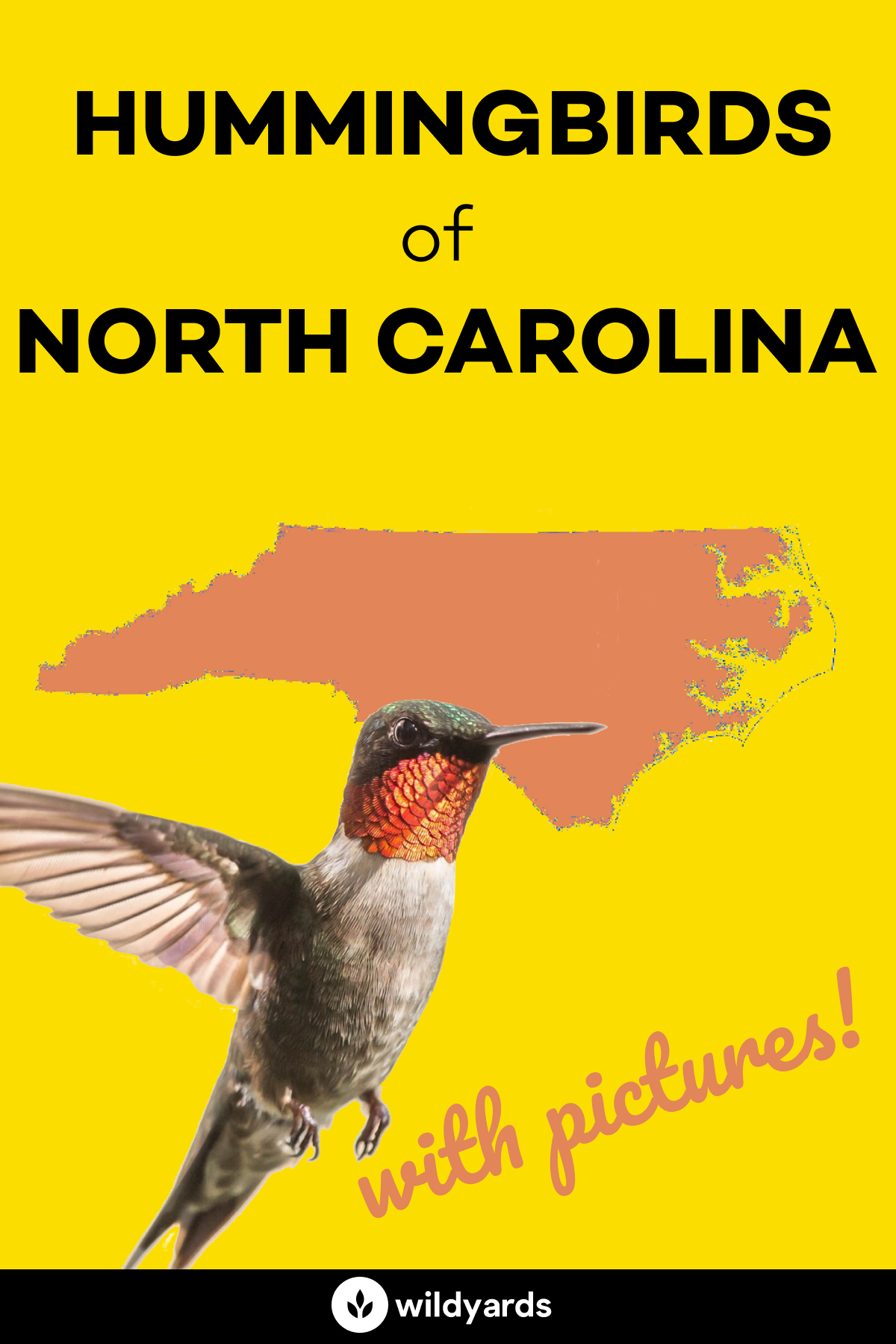 All 8 Hummingbirds in North Carolina [With Pictures & Maps]