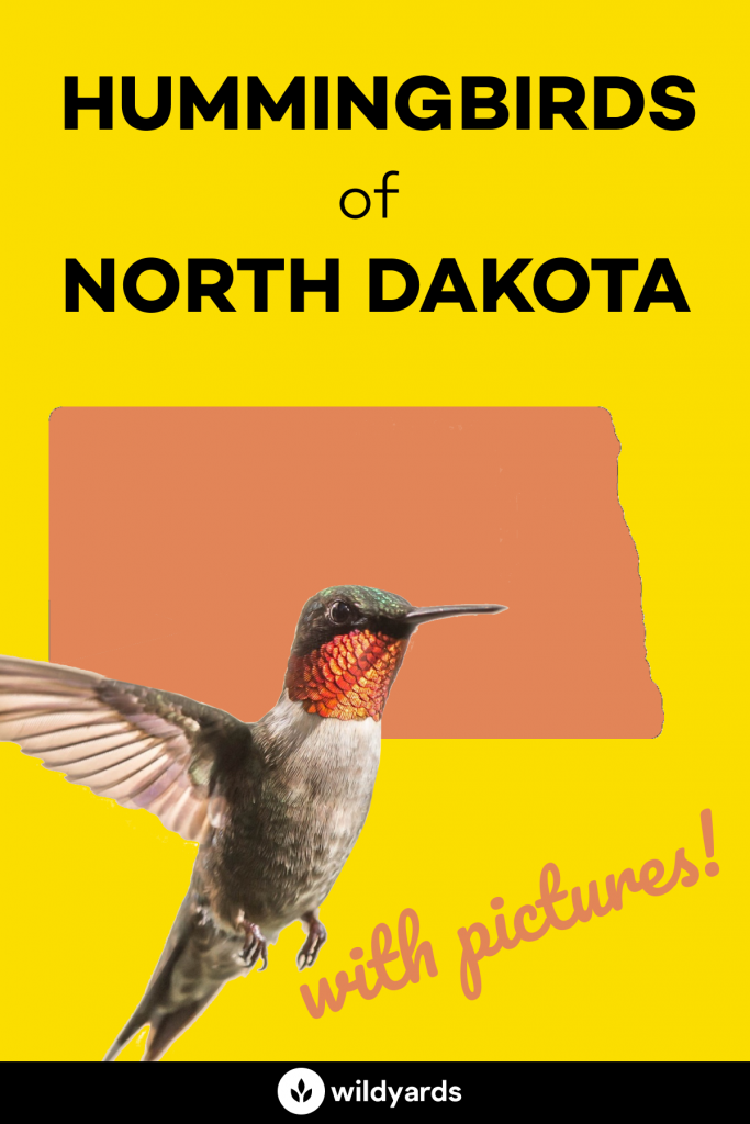 Hummingbirds in North Dakota
