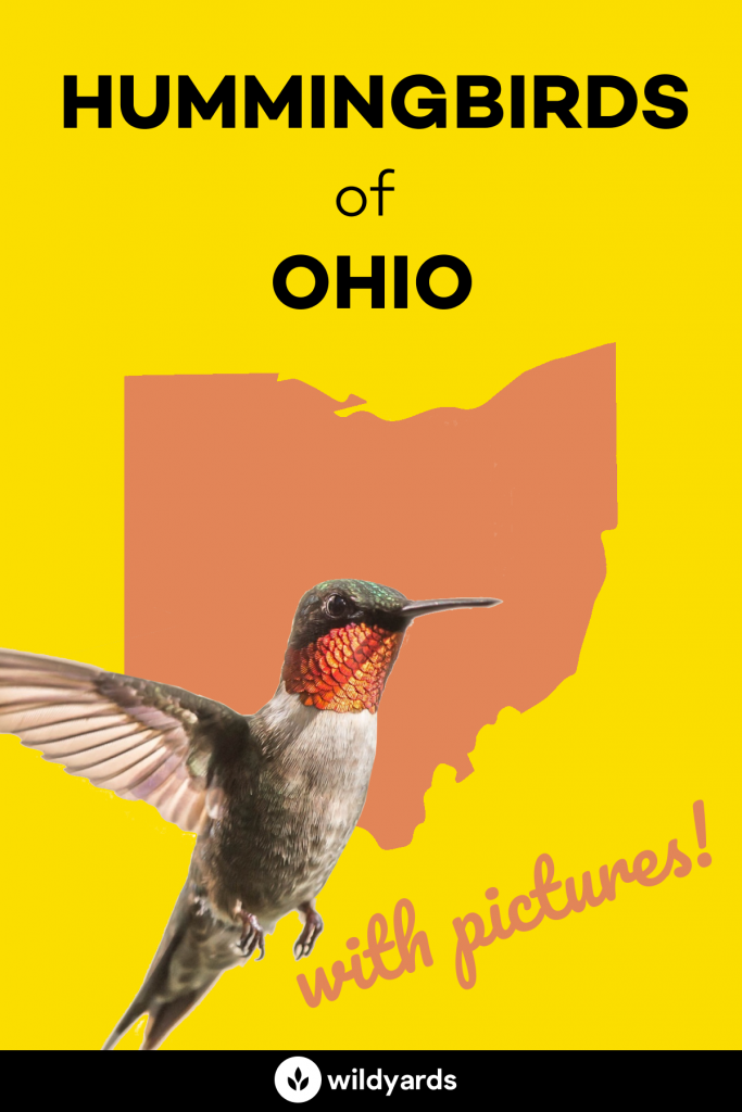 Hummingbirds in Ohio