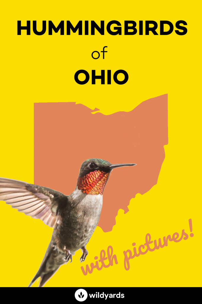 All 3 Hummingbirds in Ohio [With Pictures & Maps]