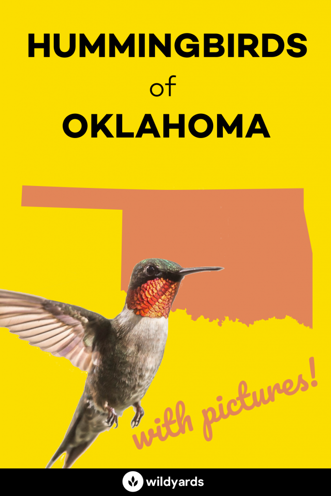 Hummingbirds in Oklahoma