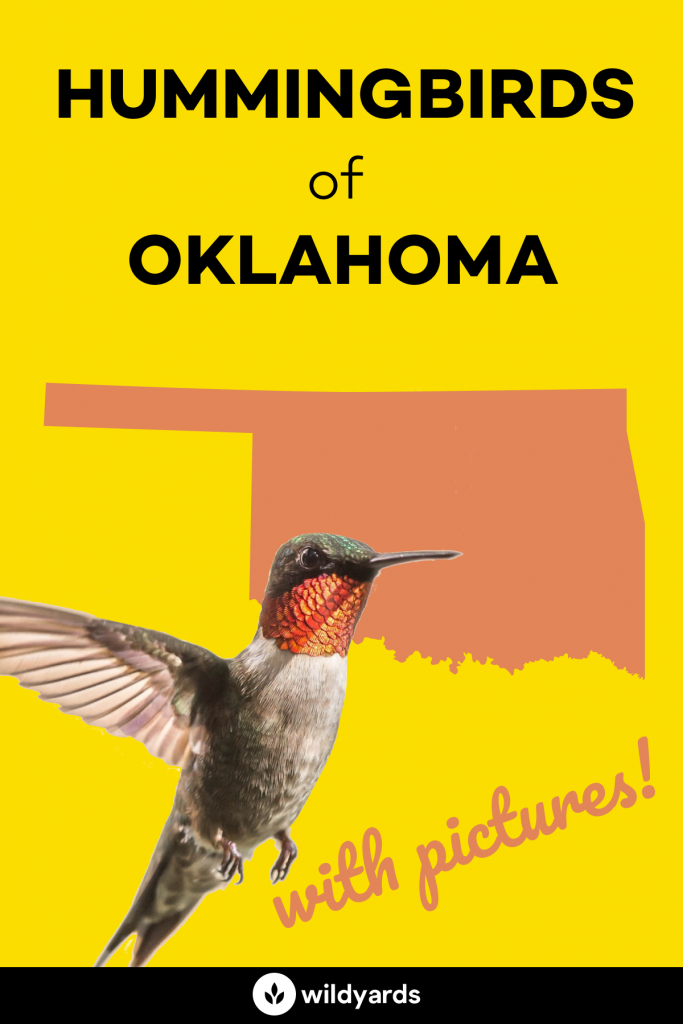 Types Of Hummingbirds In Oklahoma