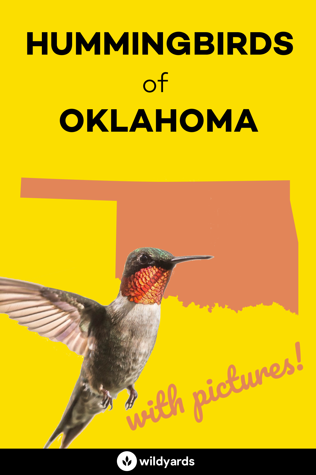 All 7 Hummingbirds in Oklahoma [With Pictures & Maps]