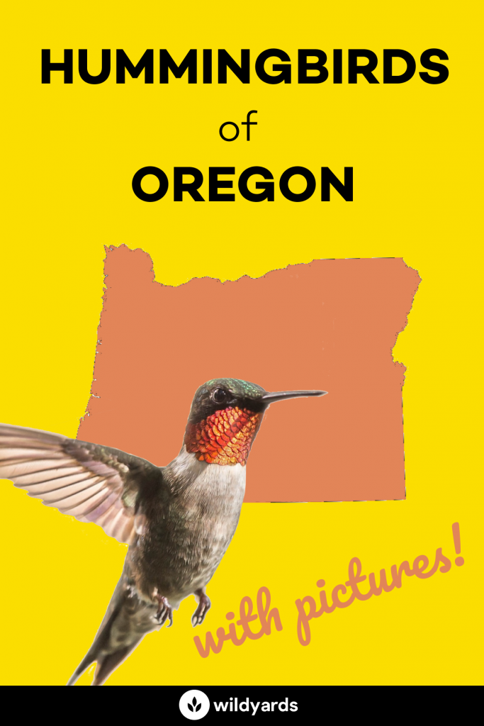 Hummingbirds in Oregon