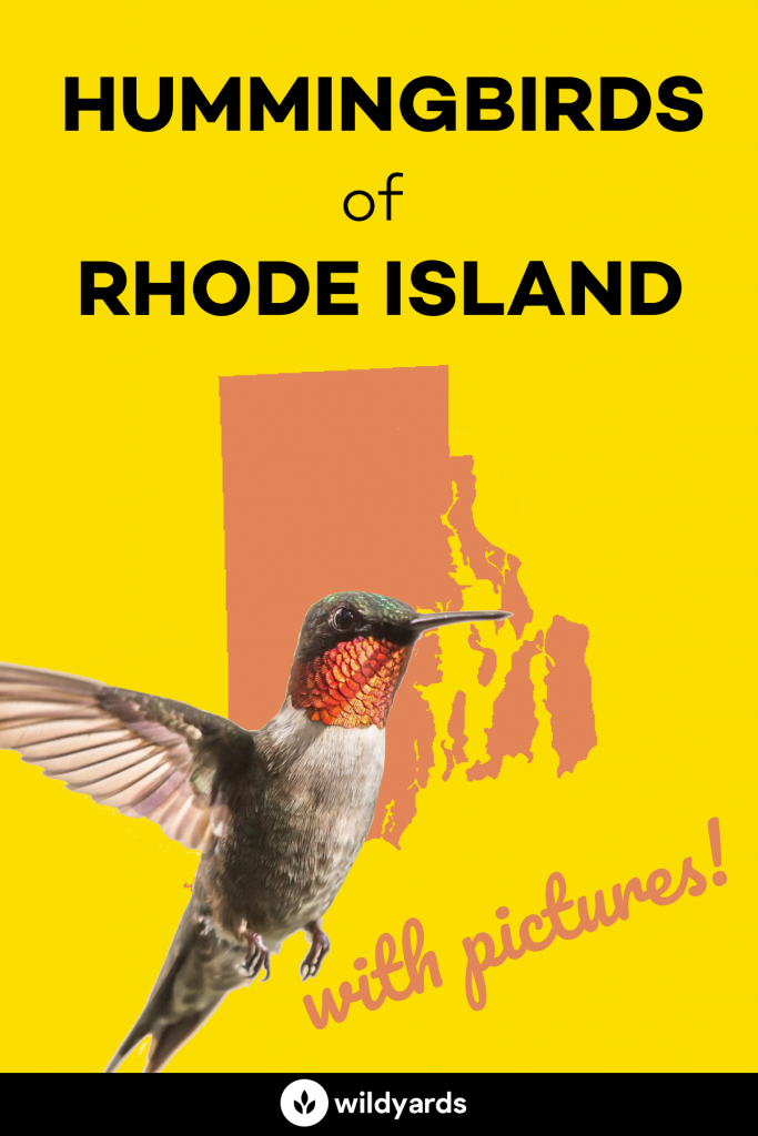 Hummingbirds in Rhode Island