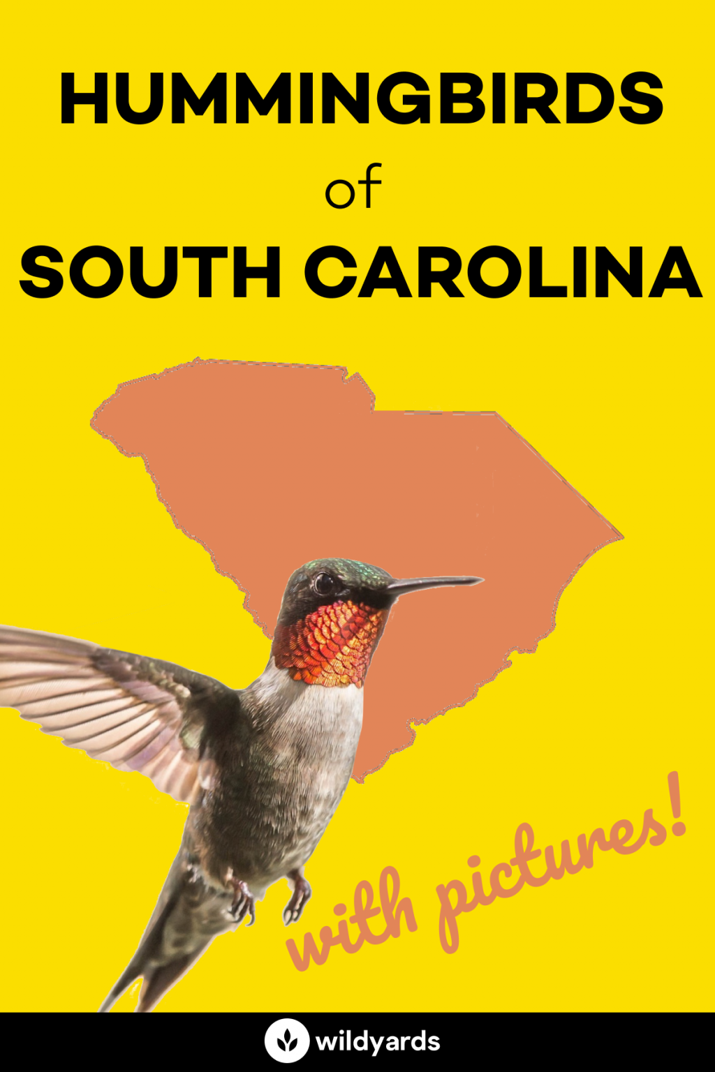 All 7 Hummingbirds in South Carolina [With Pictures & Maps]