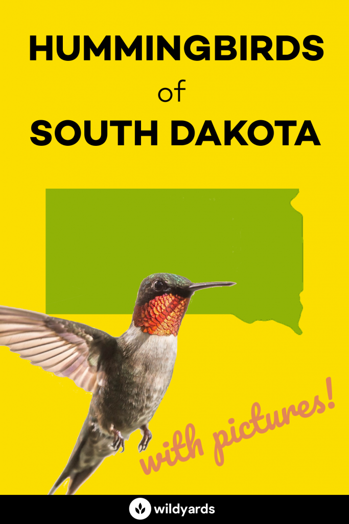 Hummingbirds in South Dakota