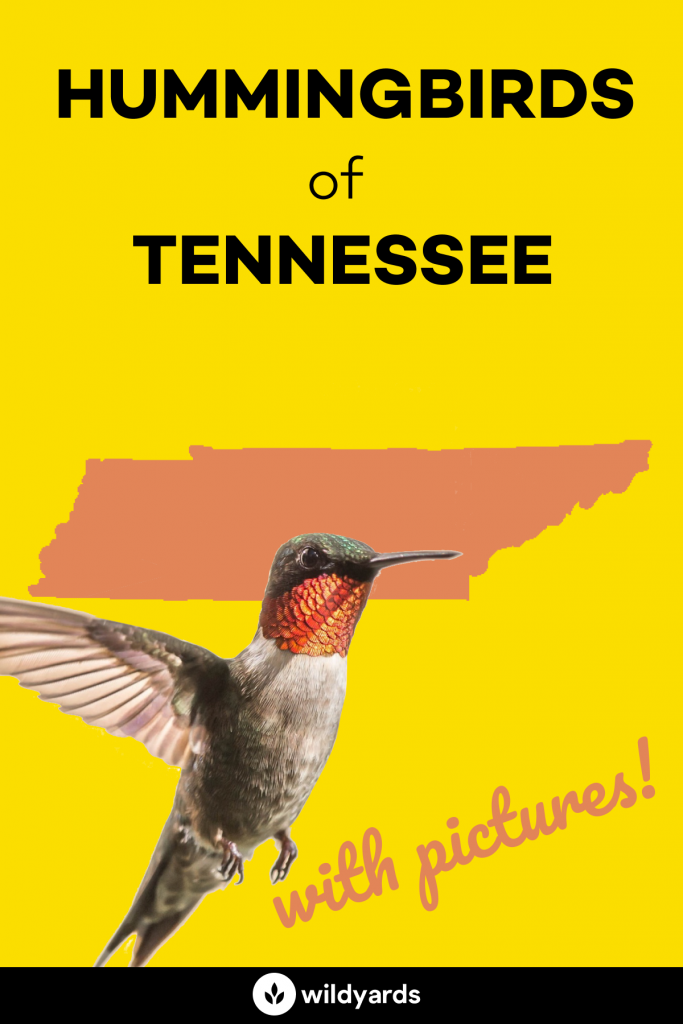 Hummingbirds in Tennessee