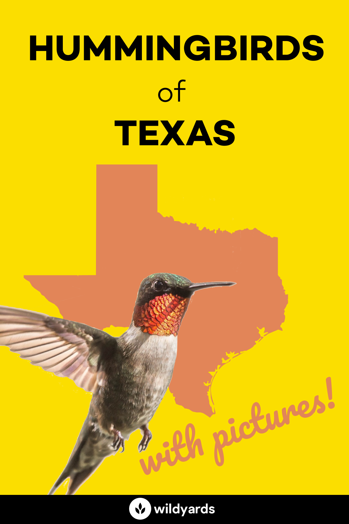 All 19 Hummingbirds in Texas [With Pictures & Maps]