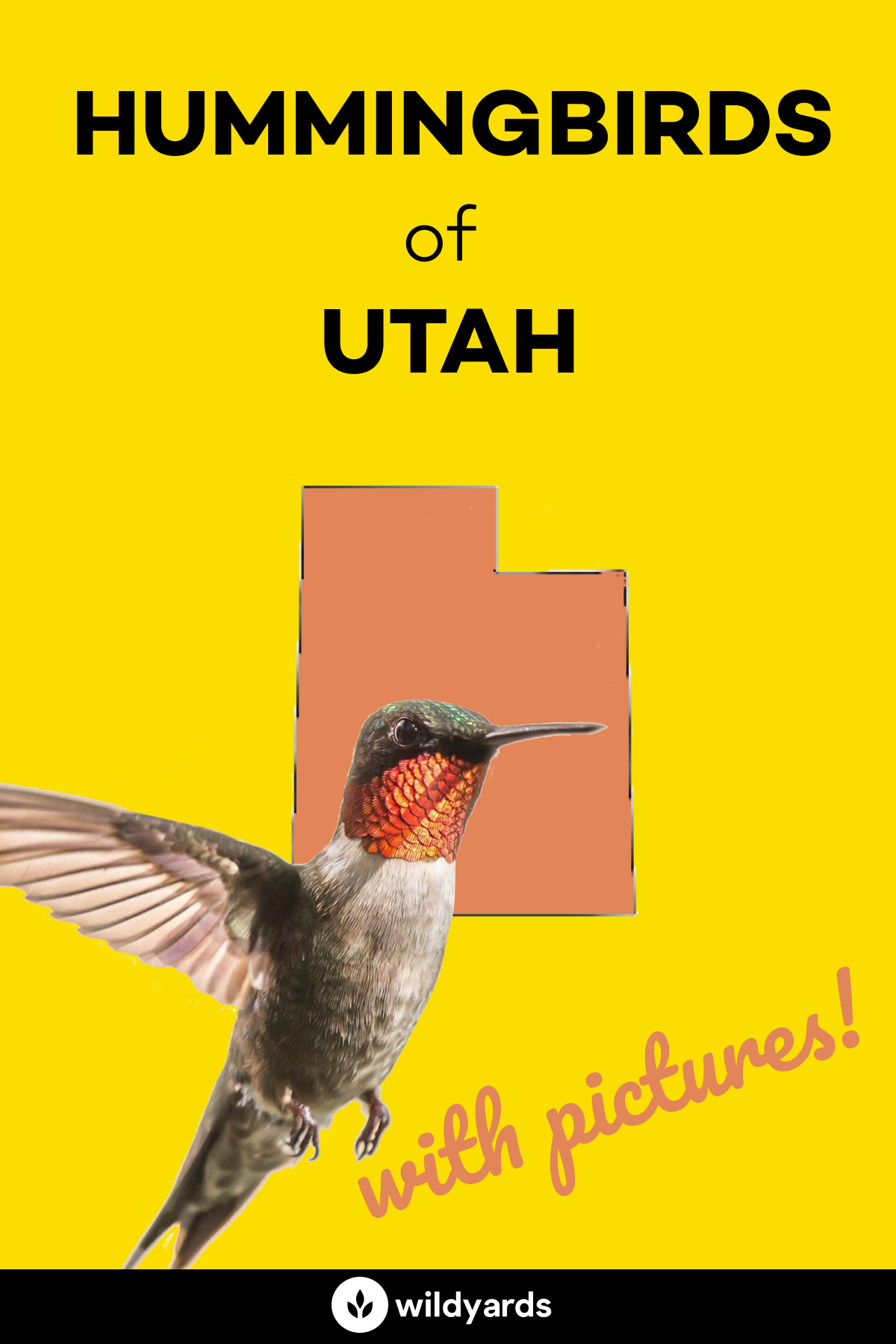 All 7 Hummingbirds in Utah [With Pictures & Maps]