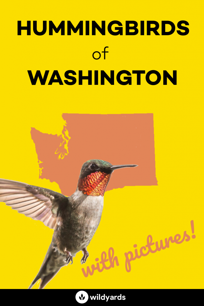 Hummingbirds in Washington
