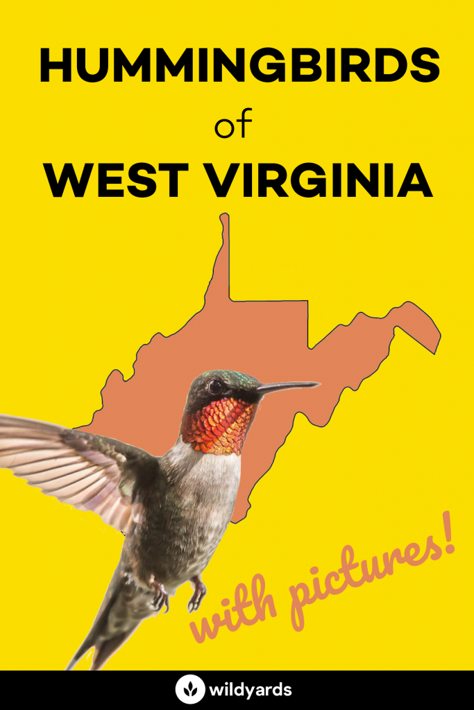 hummingbirds in west virginia