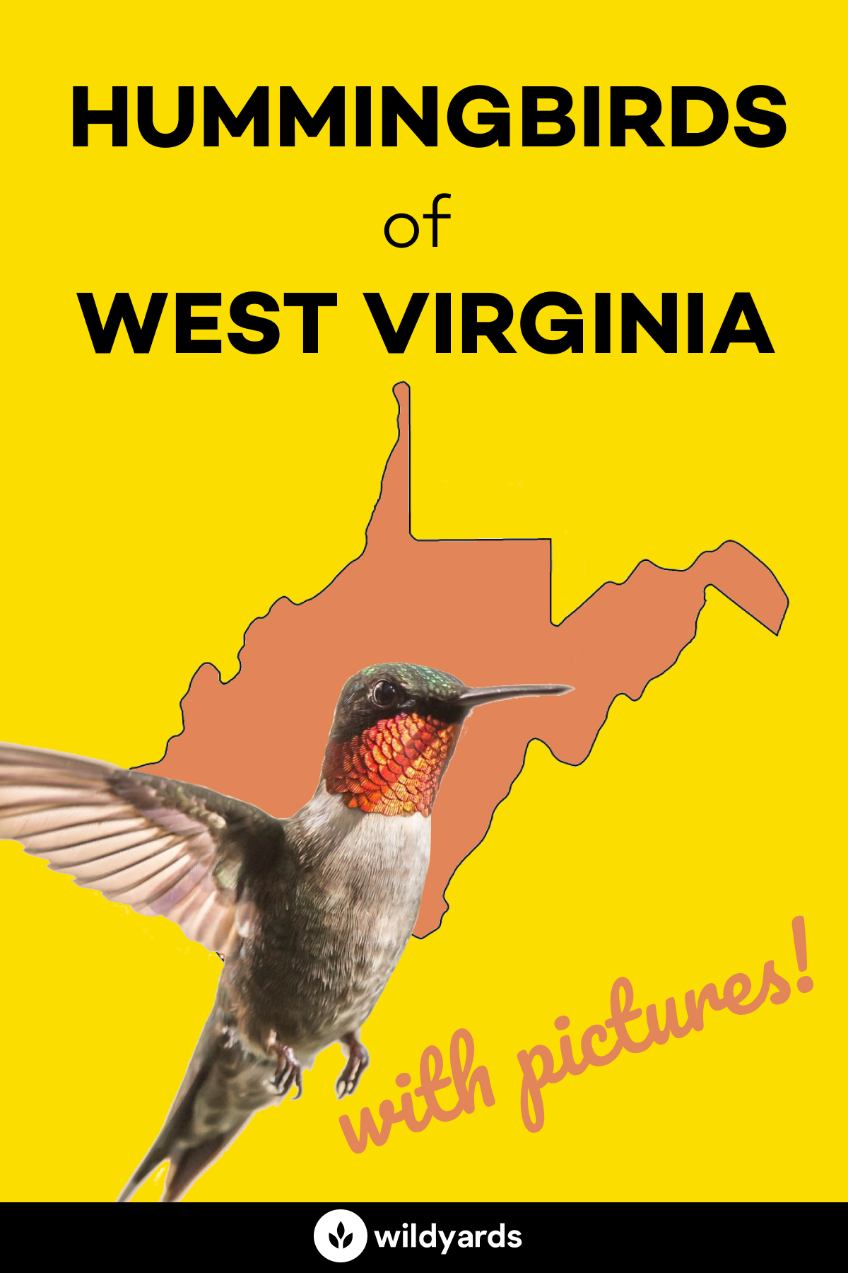 All 2 Hummingbirds in West Virginia [With Pictures & Maps]