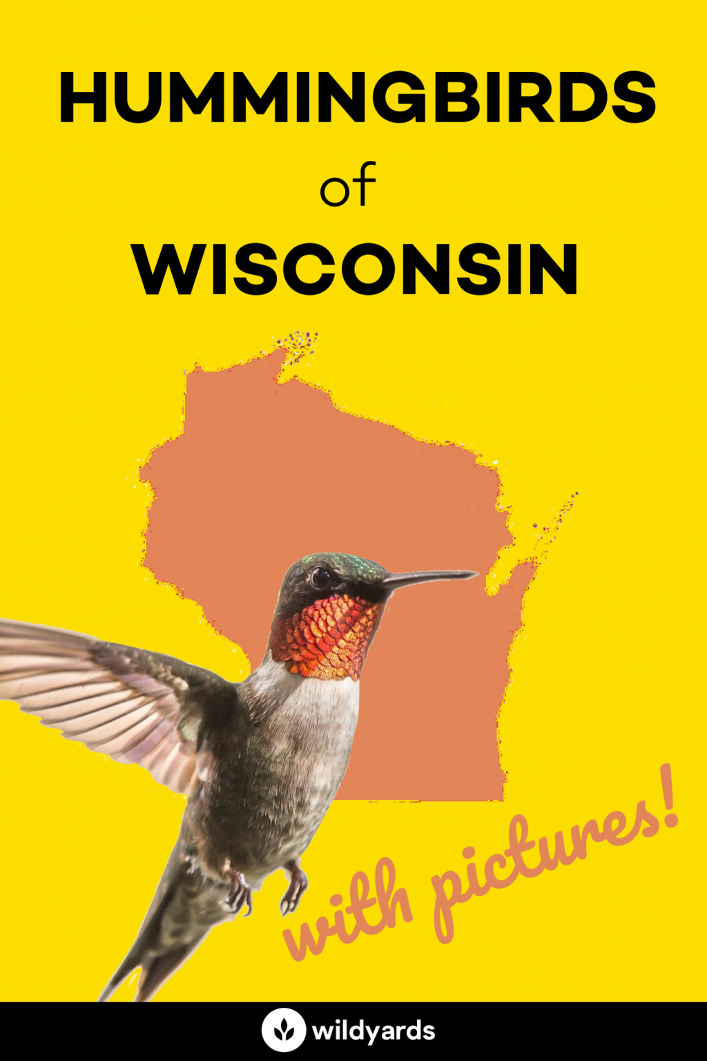 All 6 Hummingbirds in Wisconsin [With Pictures & Maps]