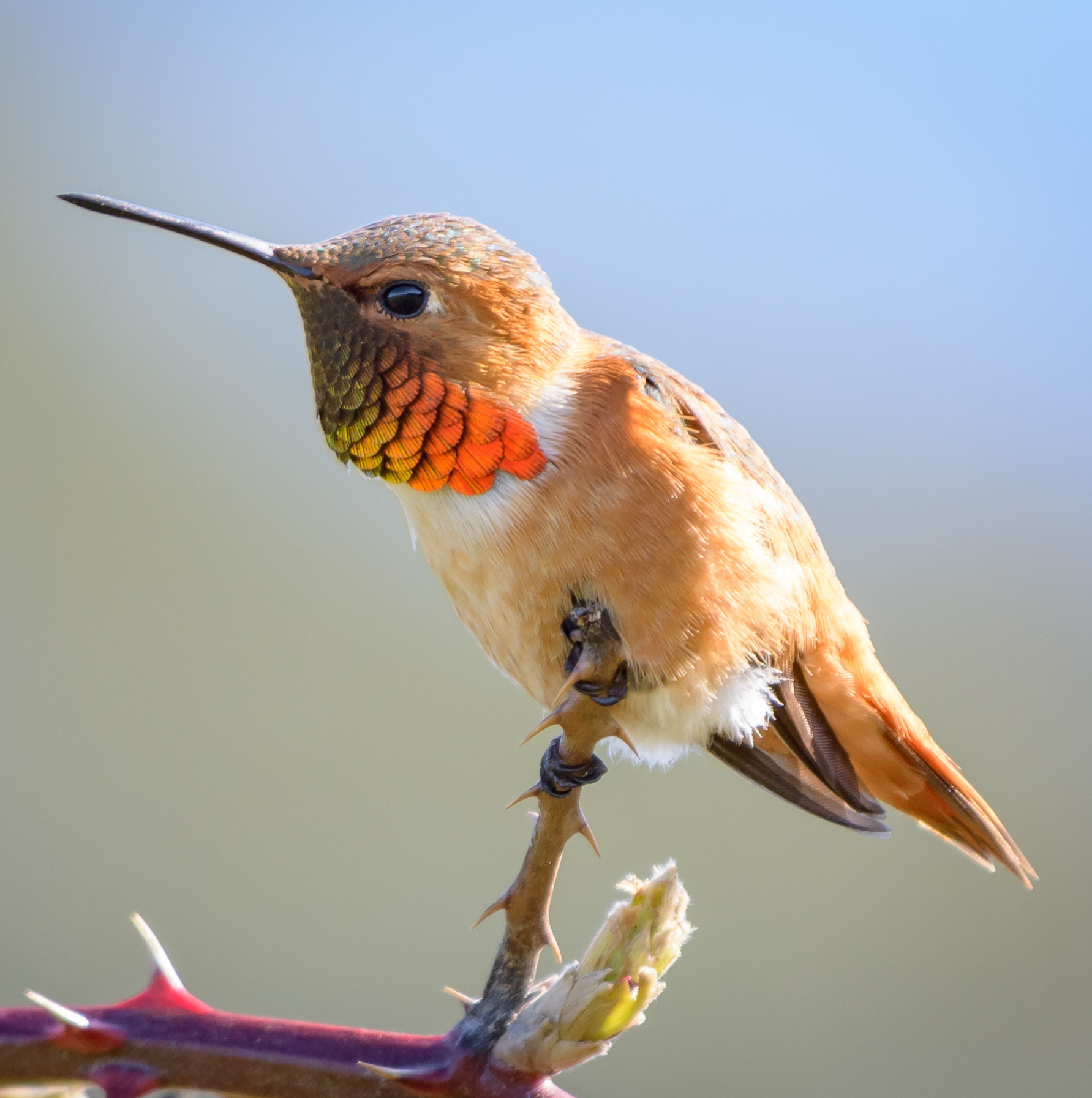 Allen's Hummingbird