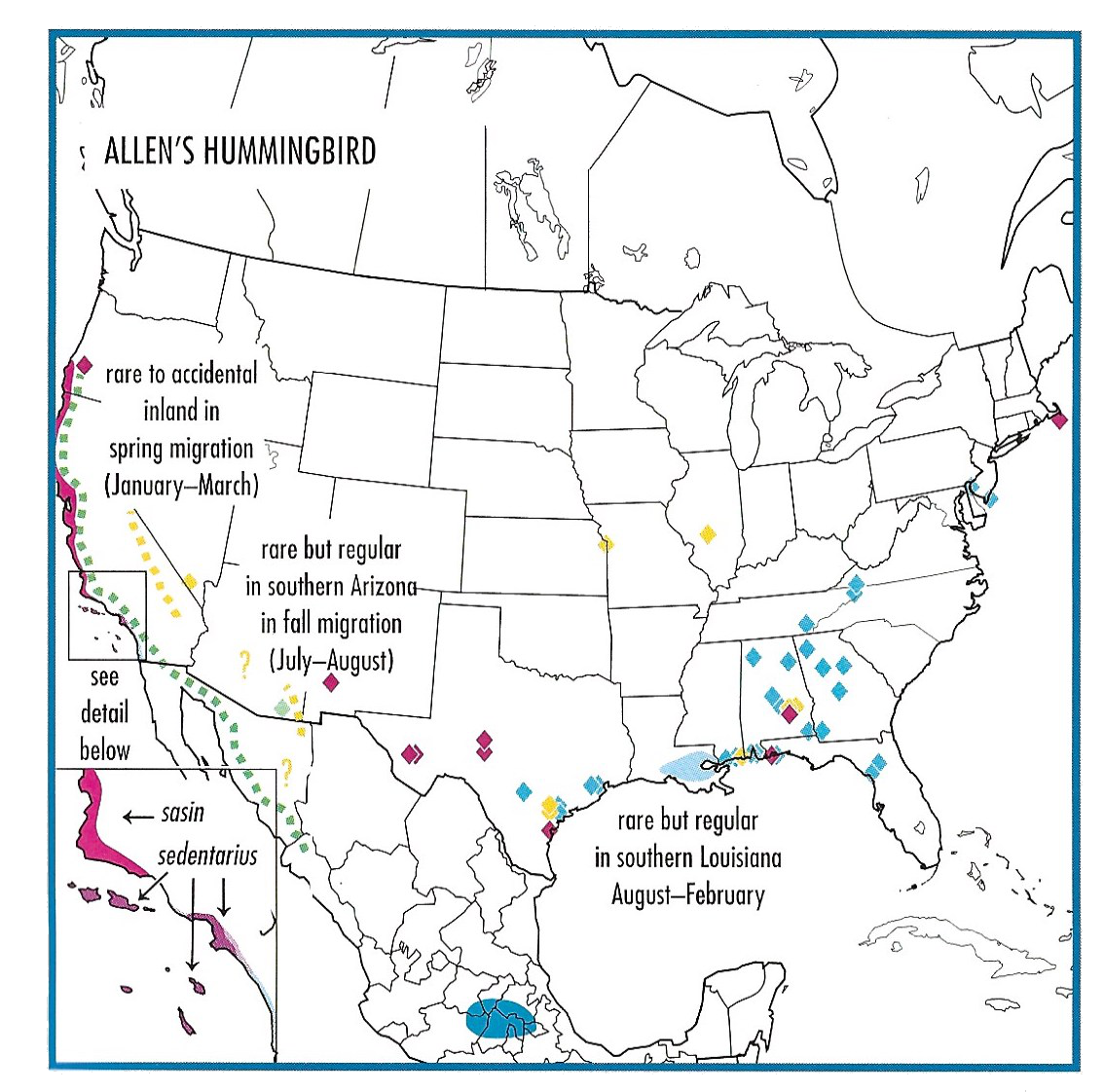 allen's hummingbird migration and range map