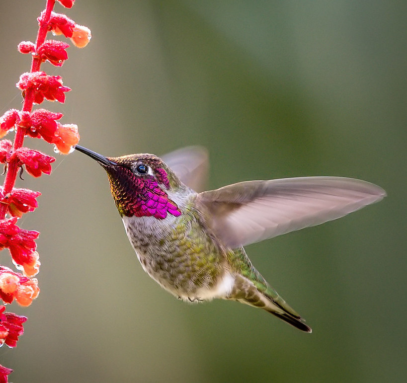 All 7 Hummingbirds In South Carolina With Pictures Maps 