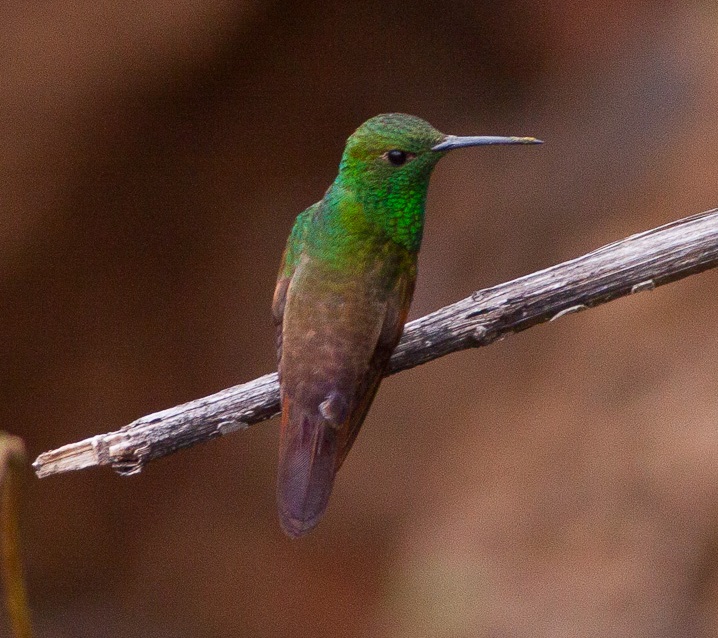 berylline_hummingbird