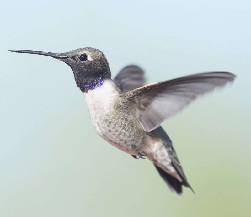 male black-chinned hummingbird