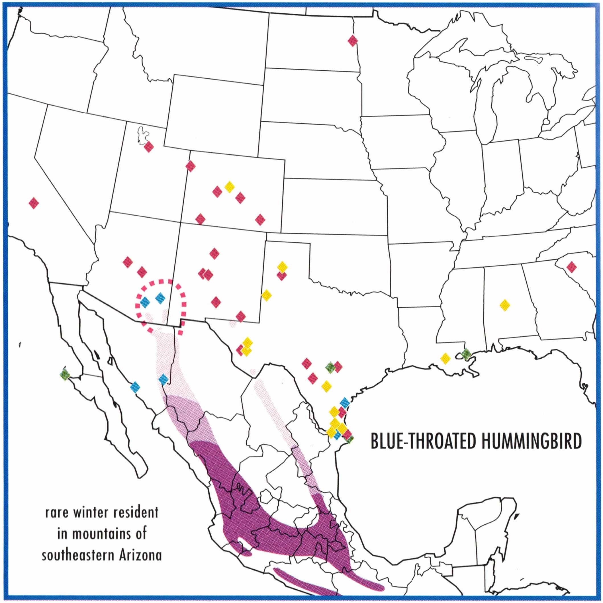 blue-throated-mountain-gem-migration-map