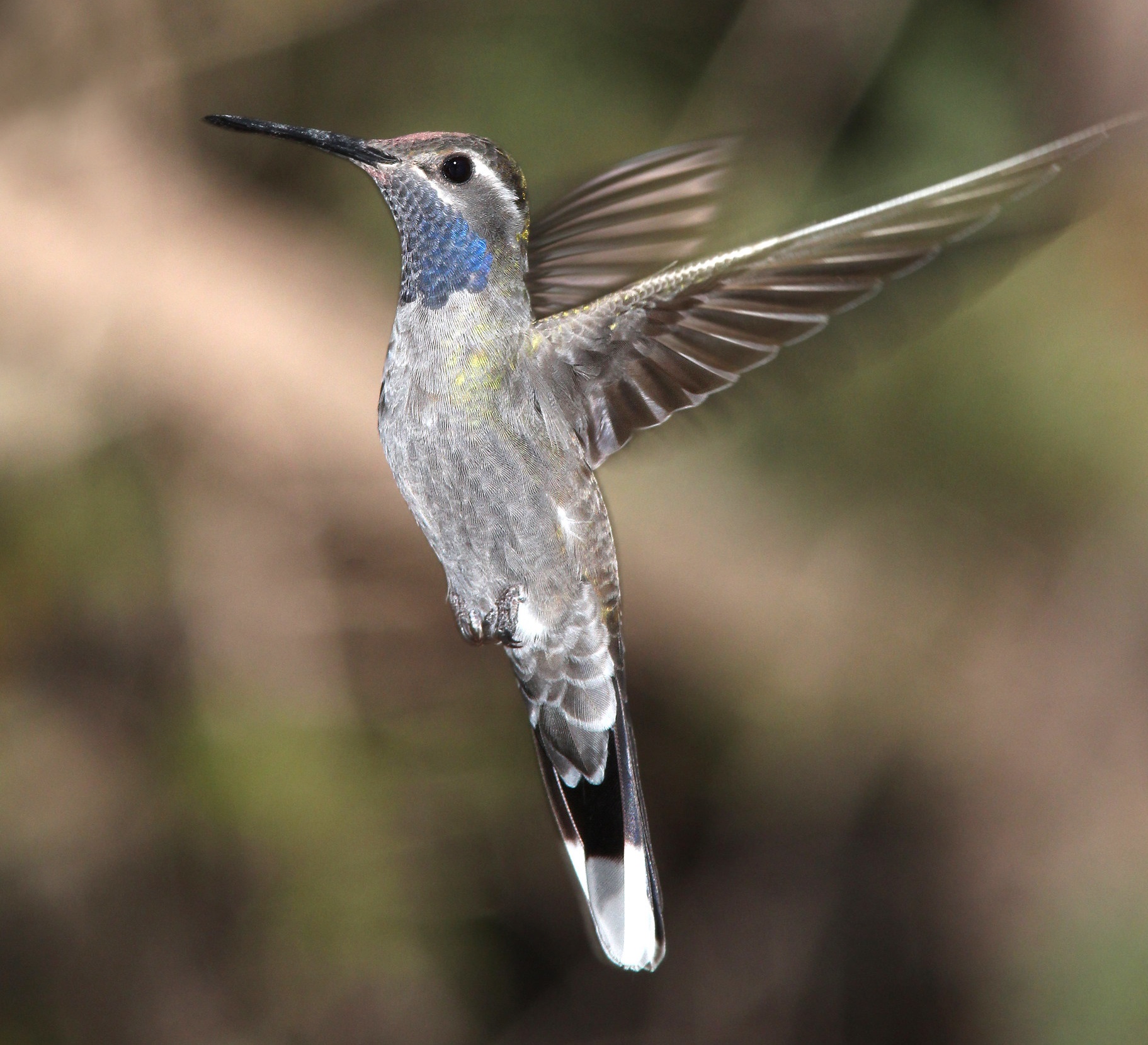 blue-throated-mountain-gem