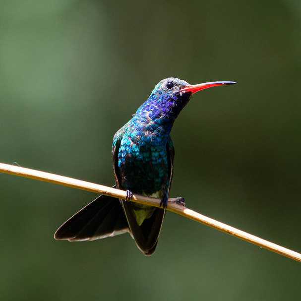 male broad bill hummingbird