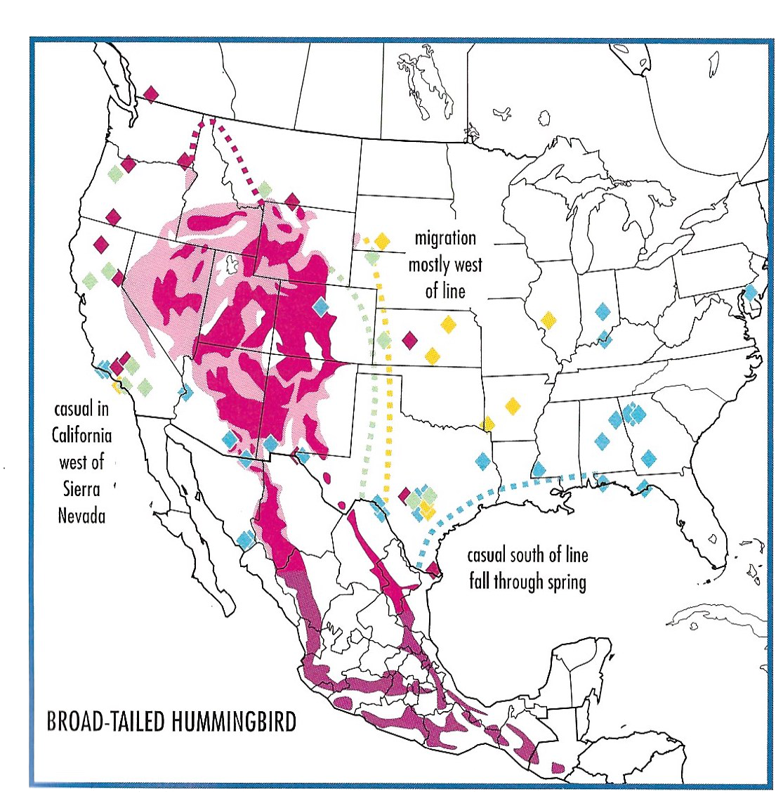 broad-tailed hummingbird migration and range map