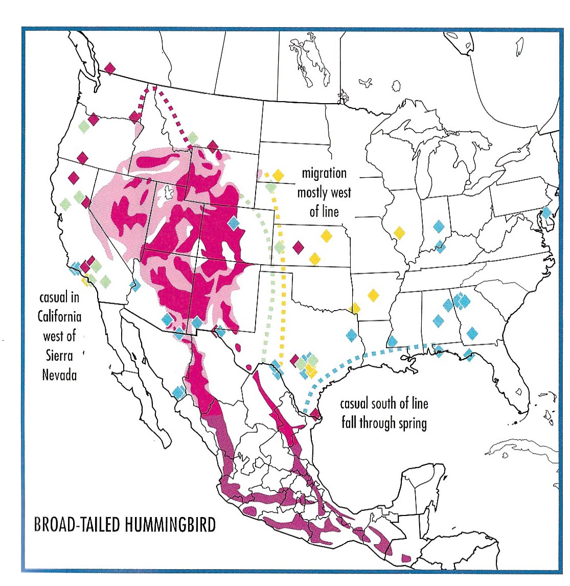 Hummingbird Migration World Map