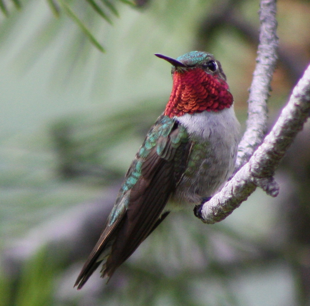 male broad-tailed hummingbird