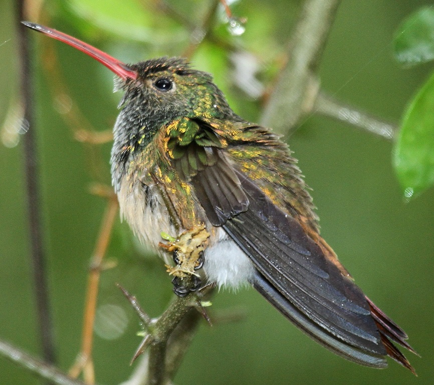buff-bellied-hummingbird