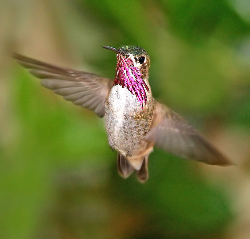 male calliope hummingbird