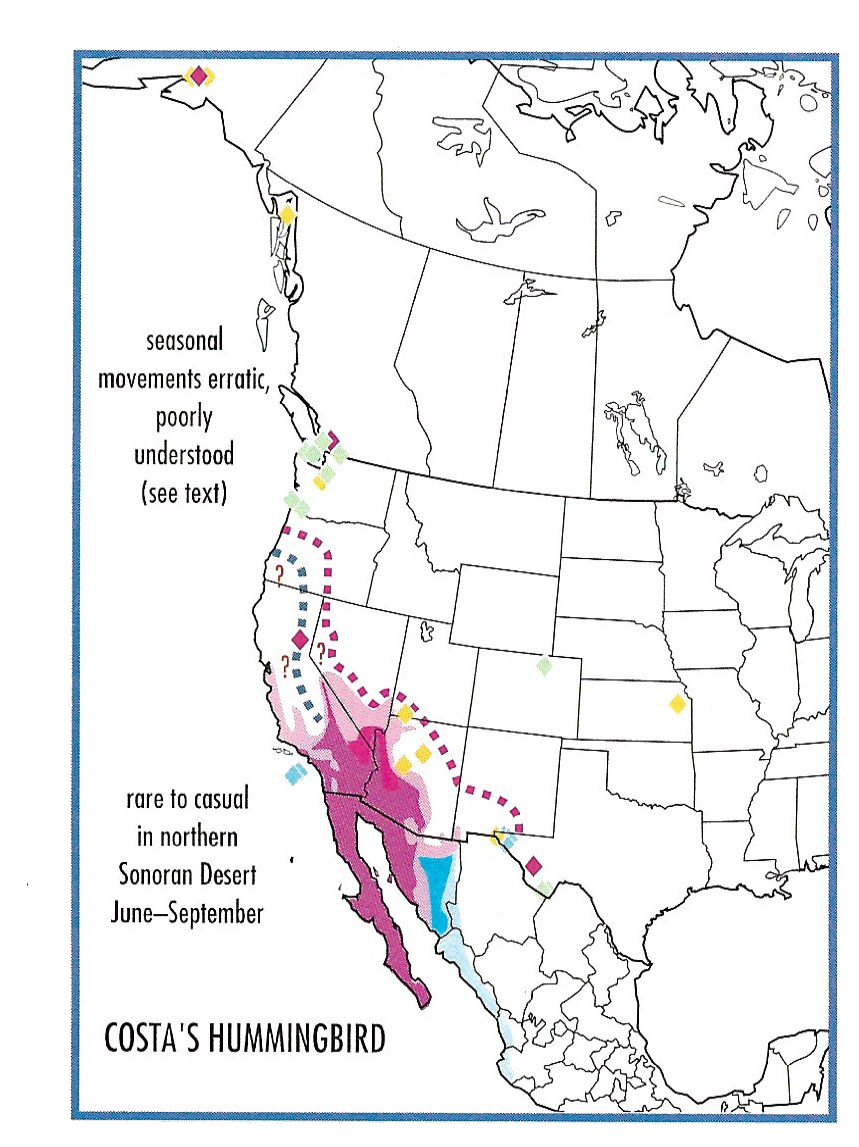 costa's hummingbird migration and range map