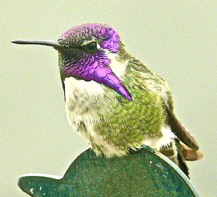 Male Costa's Hummingbird