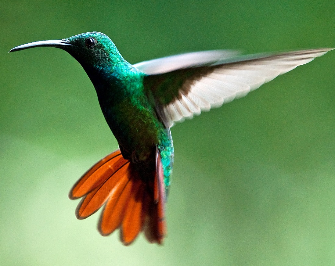 green-breasted-mango-hummingbird