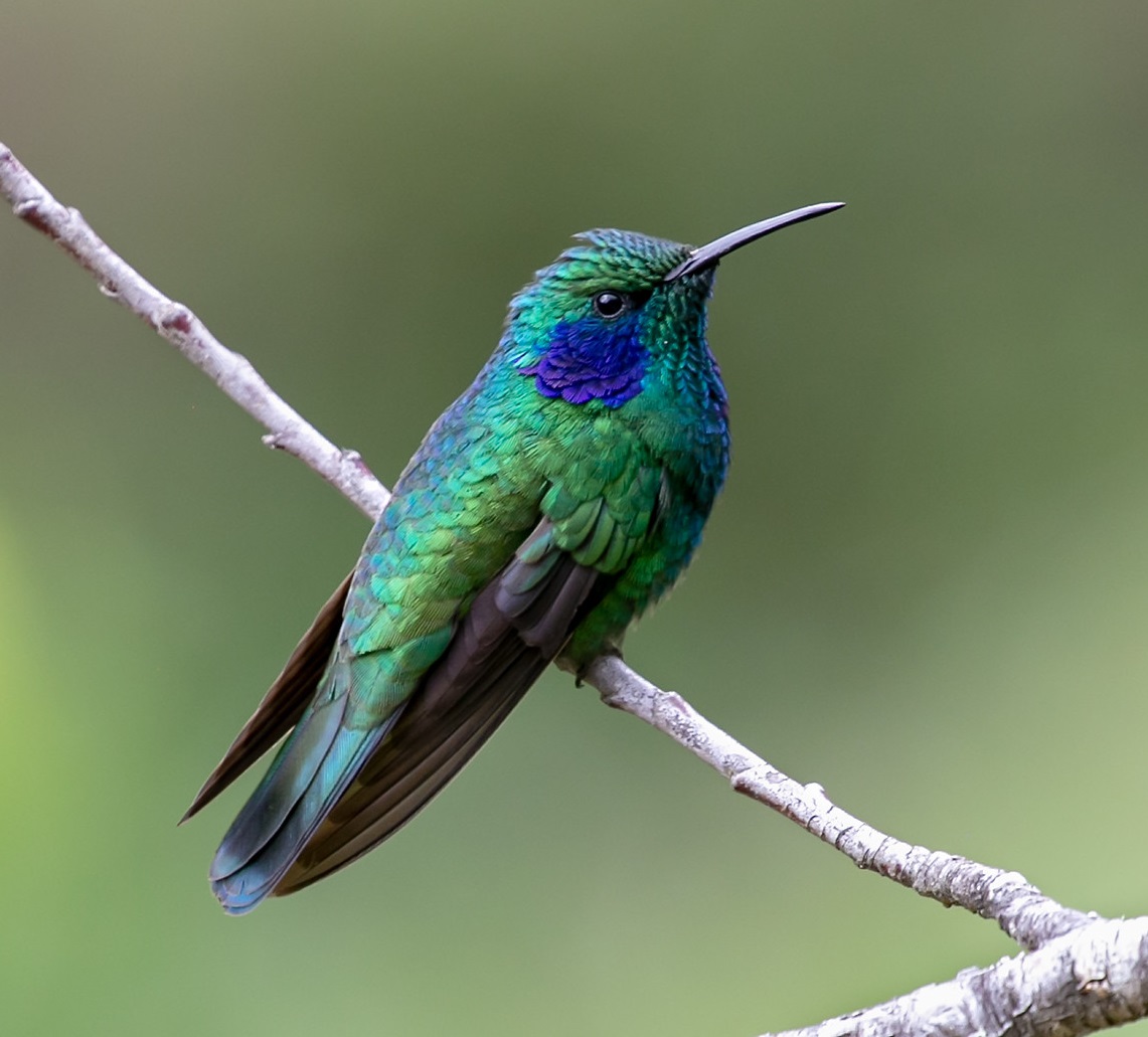 green-violet-ear-hummingbird
