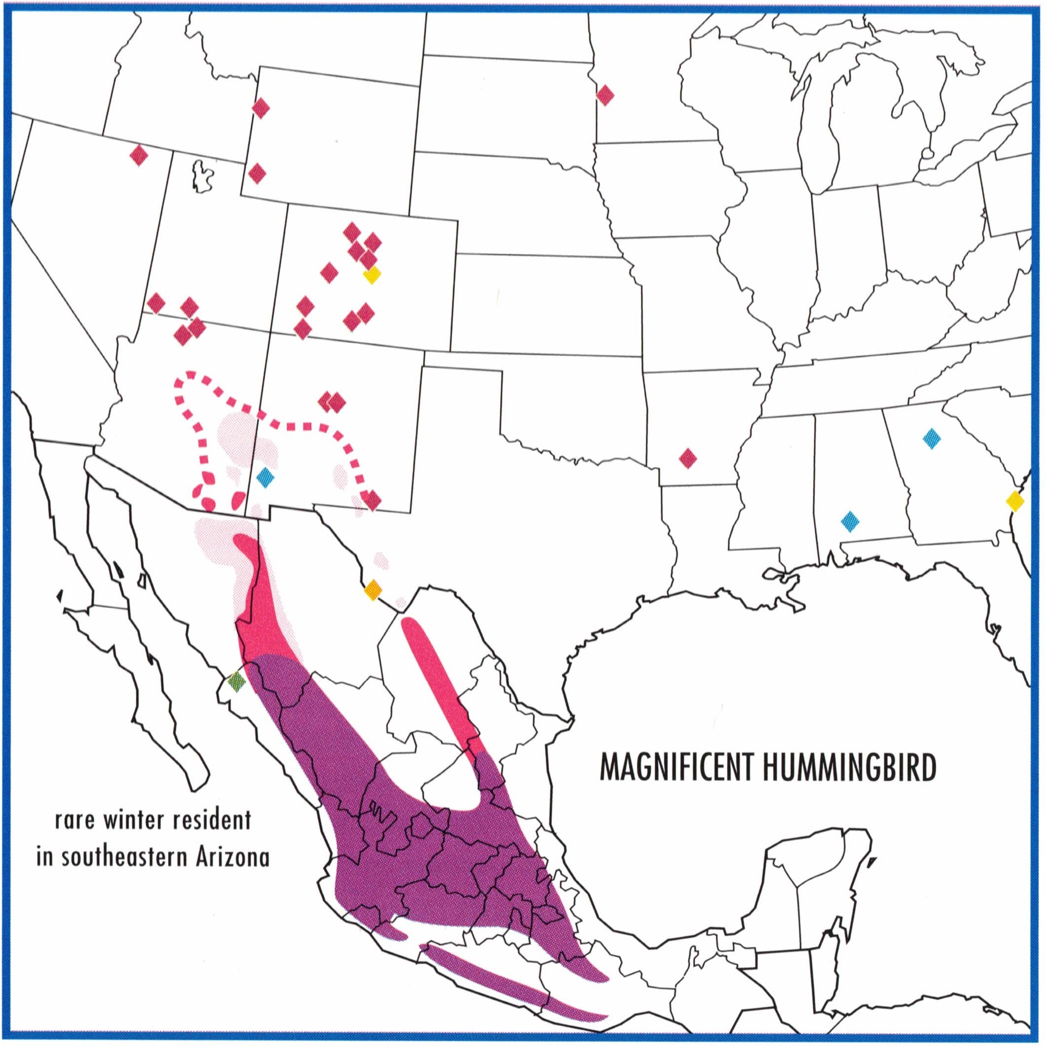 rivolis-hummingbird-migration-map