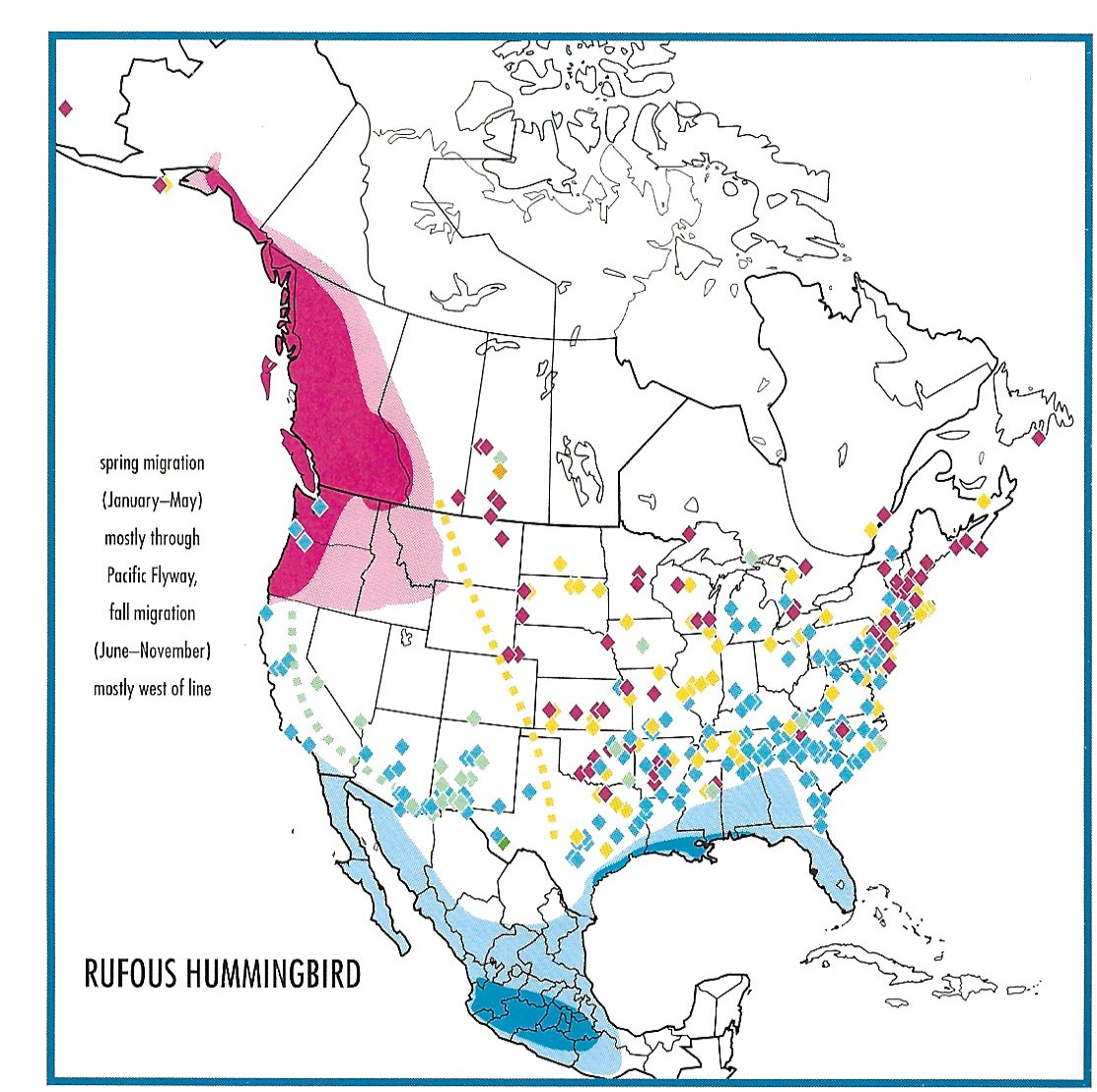 Hummingbird Migration World Map