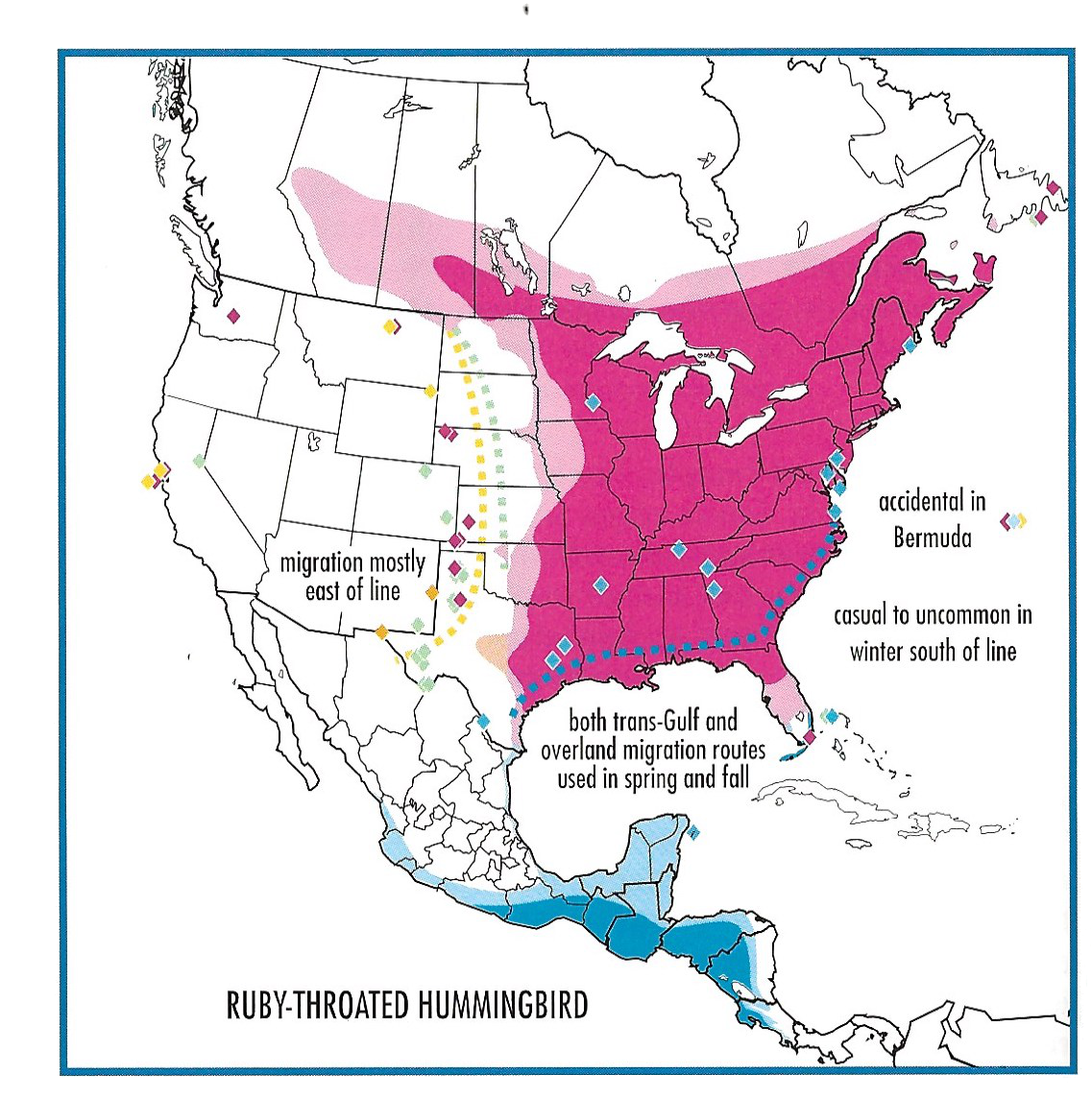 ruby-throated hummingbird migration and range map