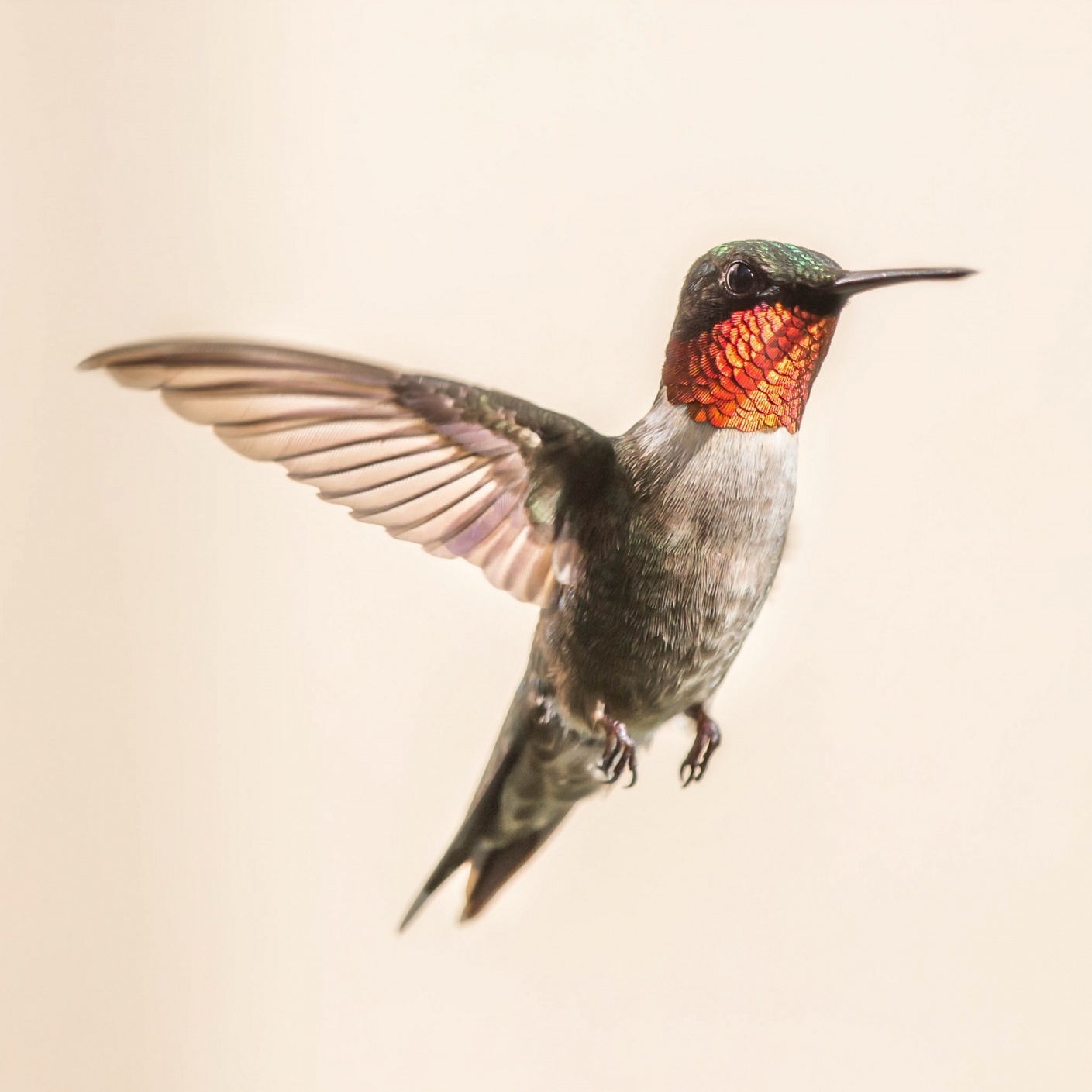 Male Ruby-Throated Hummingbird